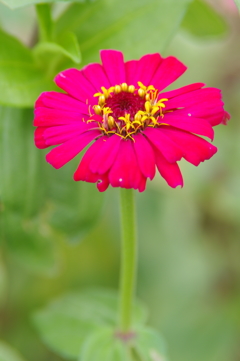 百日草（花）　２