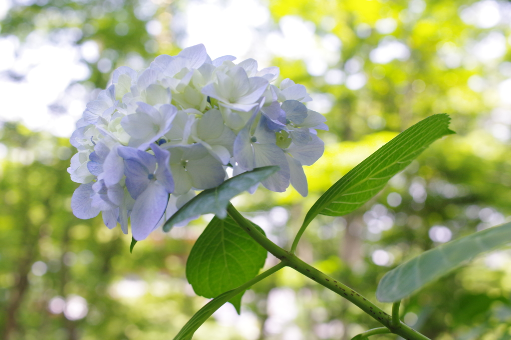 紫陽花