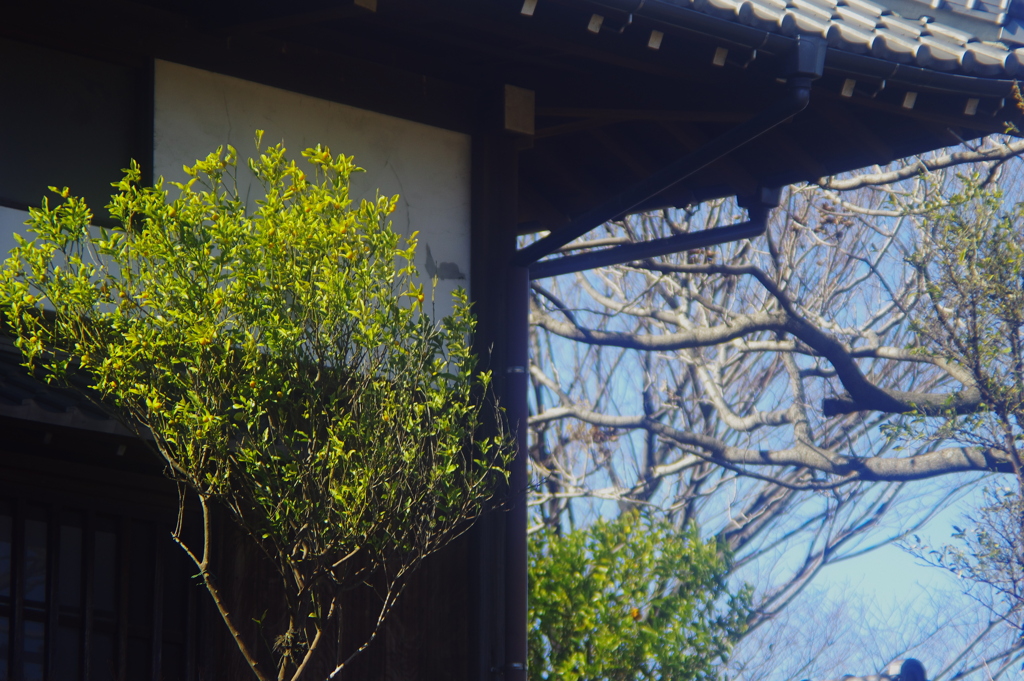 木々と長屋門