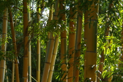 竹