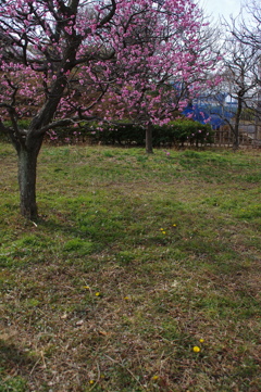 木のある風景