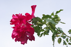薔薇