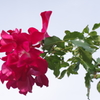 薔薇