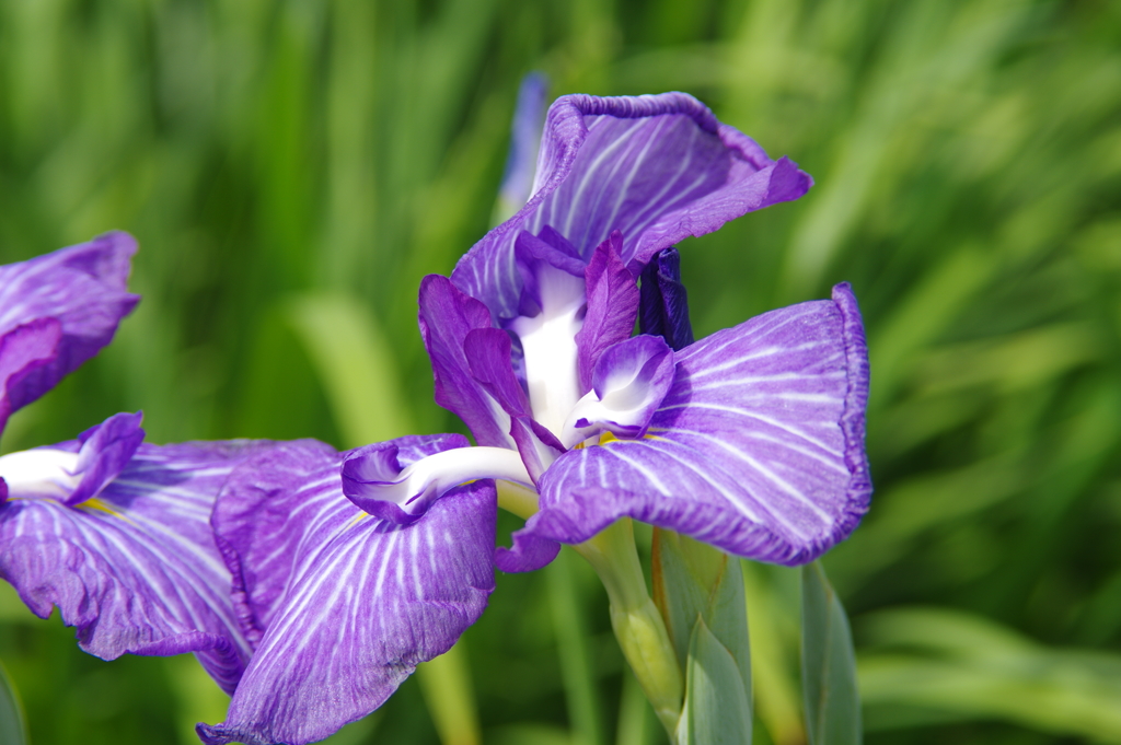 菖蒲　２