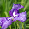 菖蒲　２
