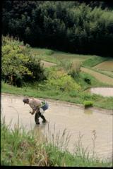 田植え（2000年5月）２