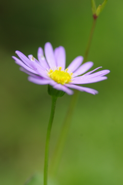 華