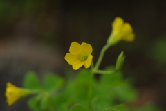 春の野花　２