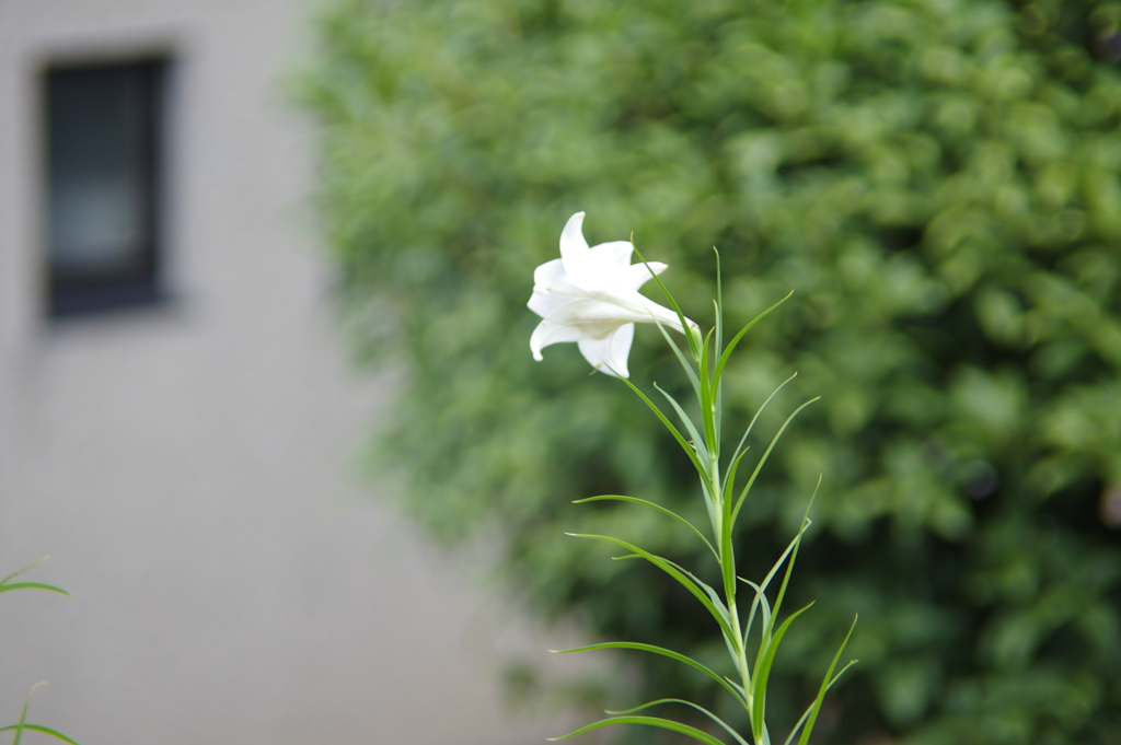 こっちむいて