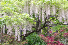 白い藤の花と木