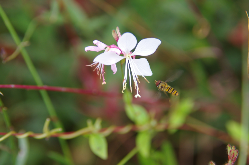 蜜を求めて
