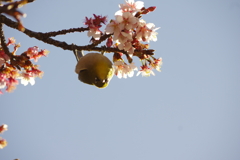 桜とメジロ一匹(動き早すぎ）８