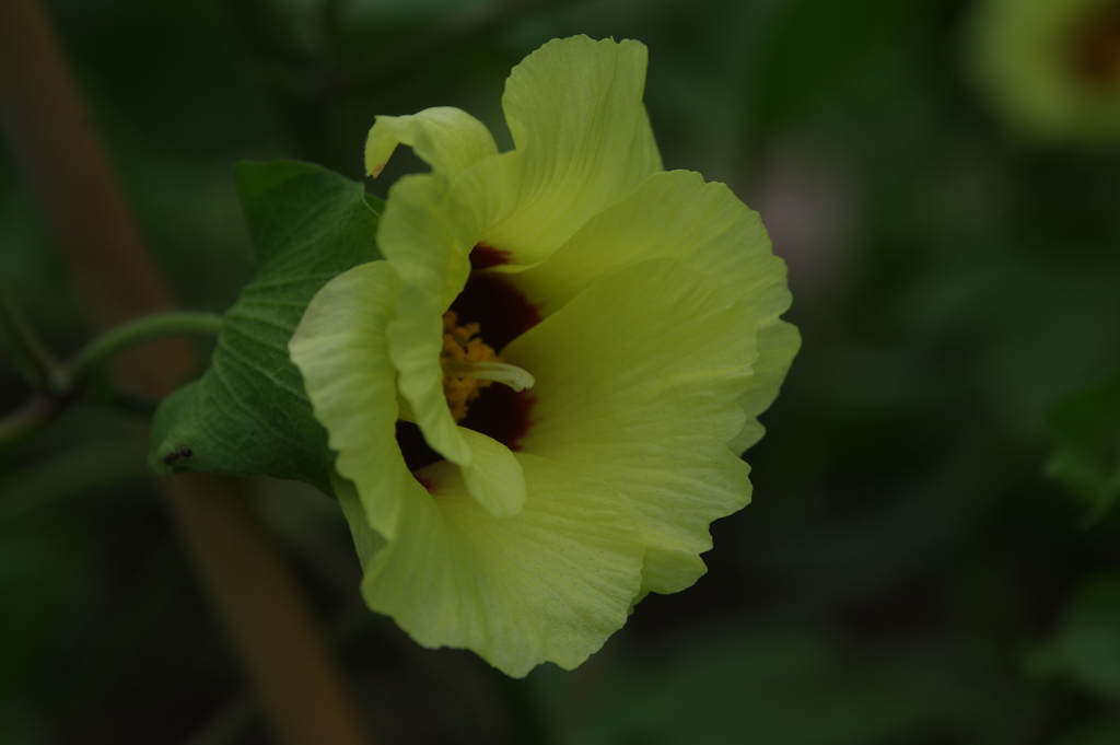 ワタの花