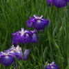 菖蒲　２０