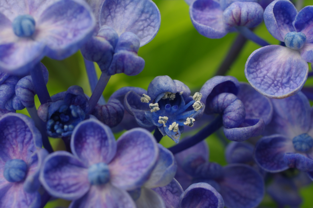 紫陽花 ４ おたふく紫陽花 By キョンキチ Id 写真共有サイト Photohito