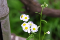 野の花（ハルジオン）