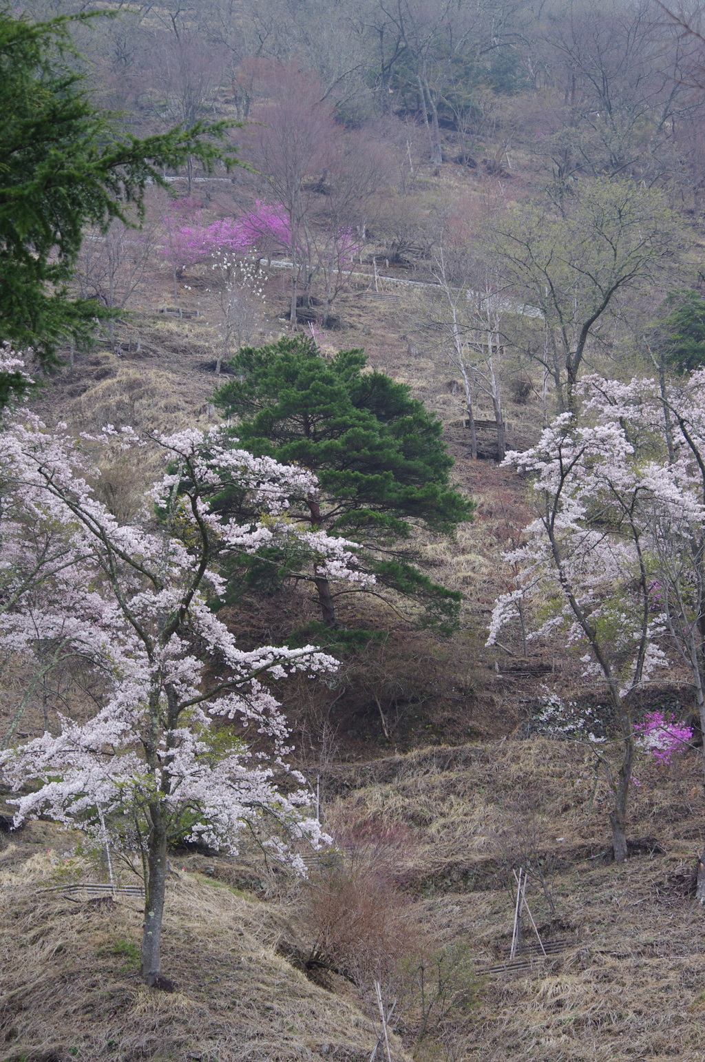 桜のある森２