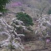 桜のある森２