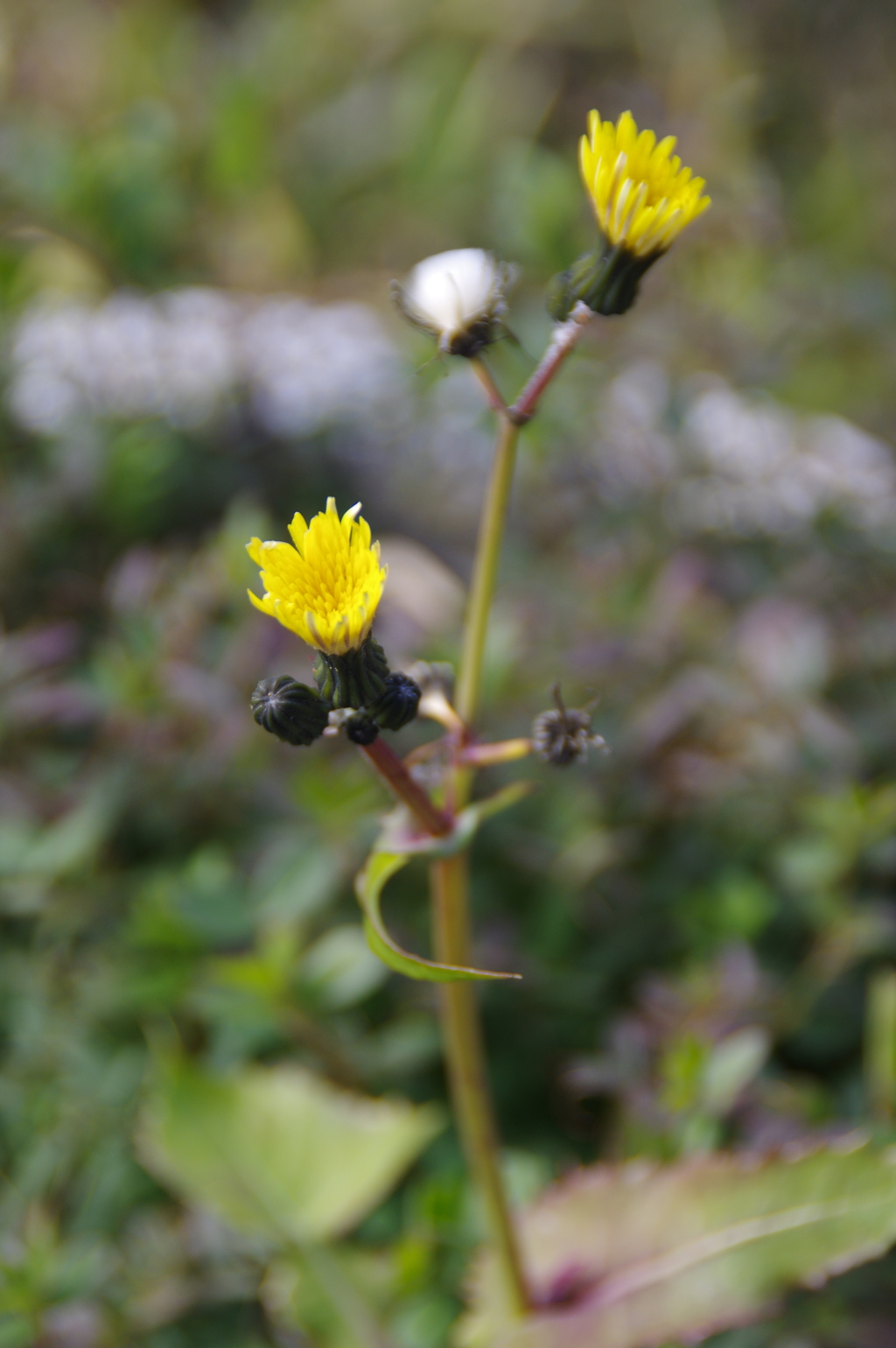 野の花