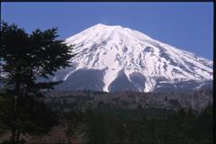 富士山と木