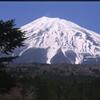富士山と木