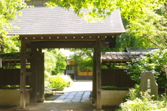 興禅院【紫陽花】