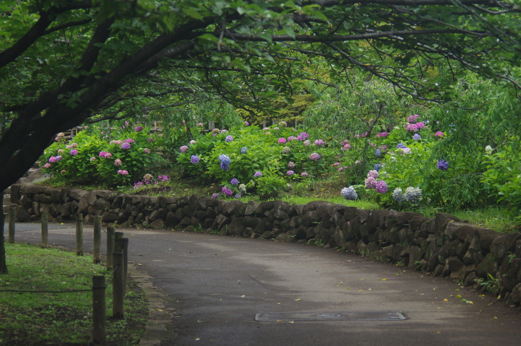 小道の風景