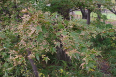 例年とは違う