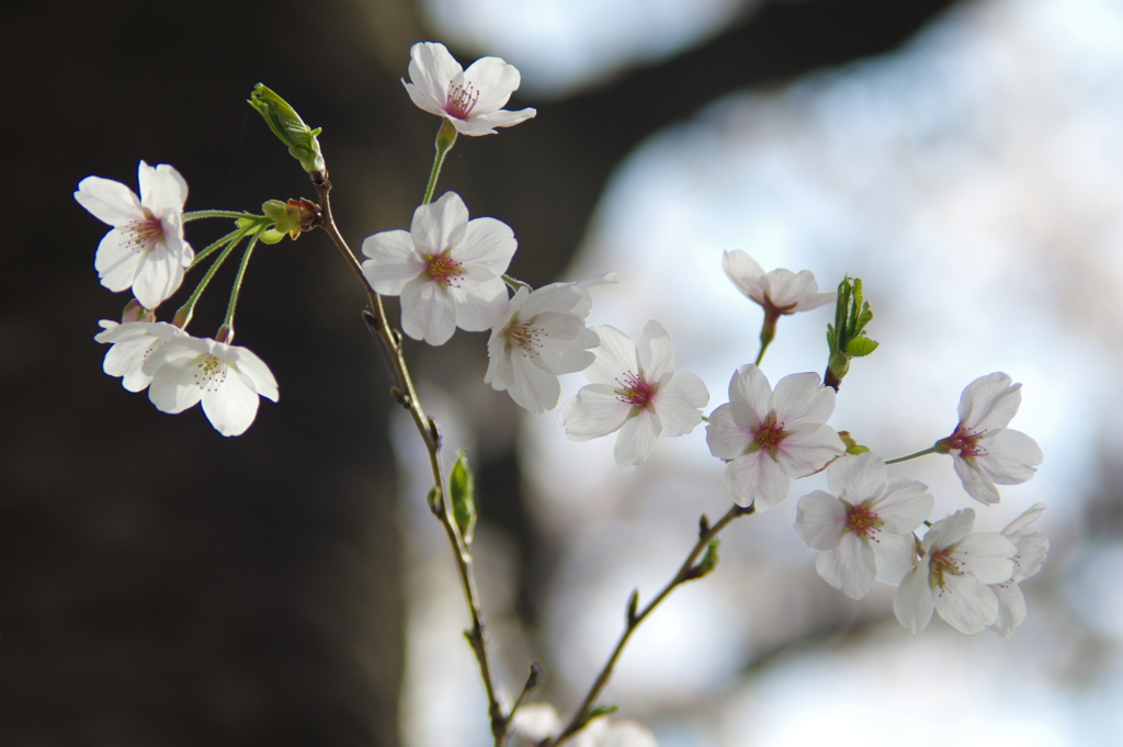 桜　３