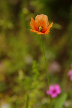 春の花