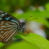 温室内の蝶　３