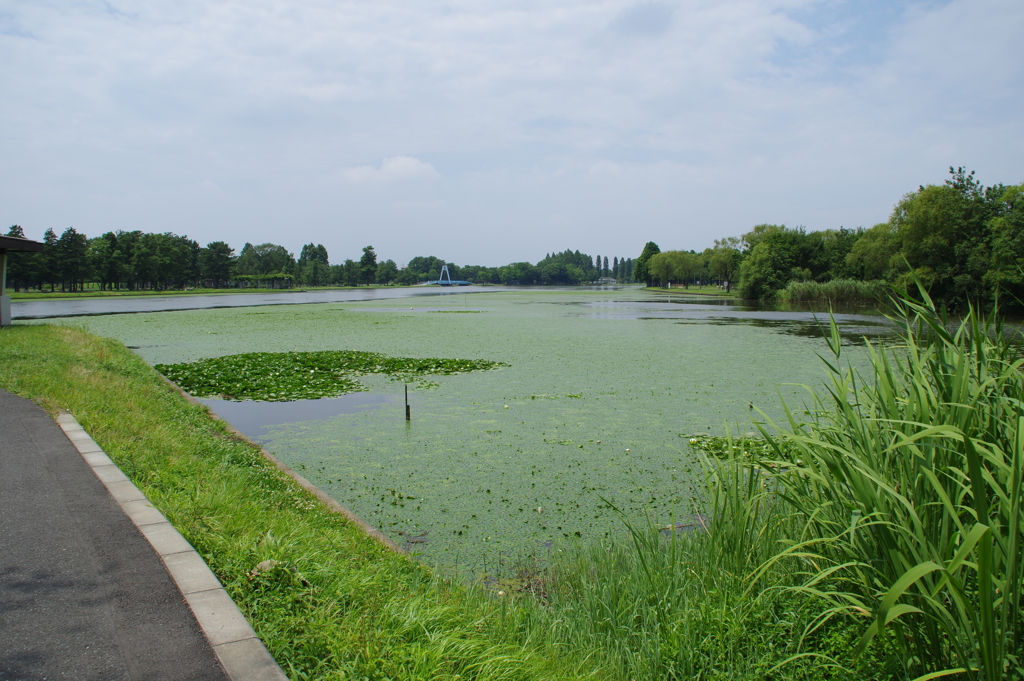 水元公園　４