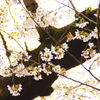 さくら　2917年4月　７