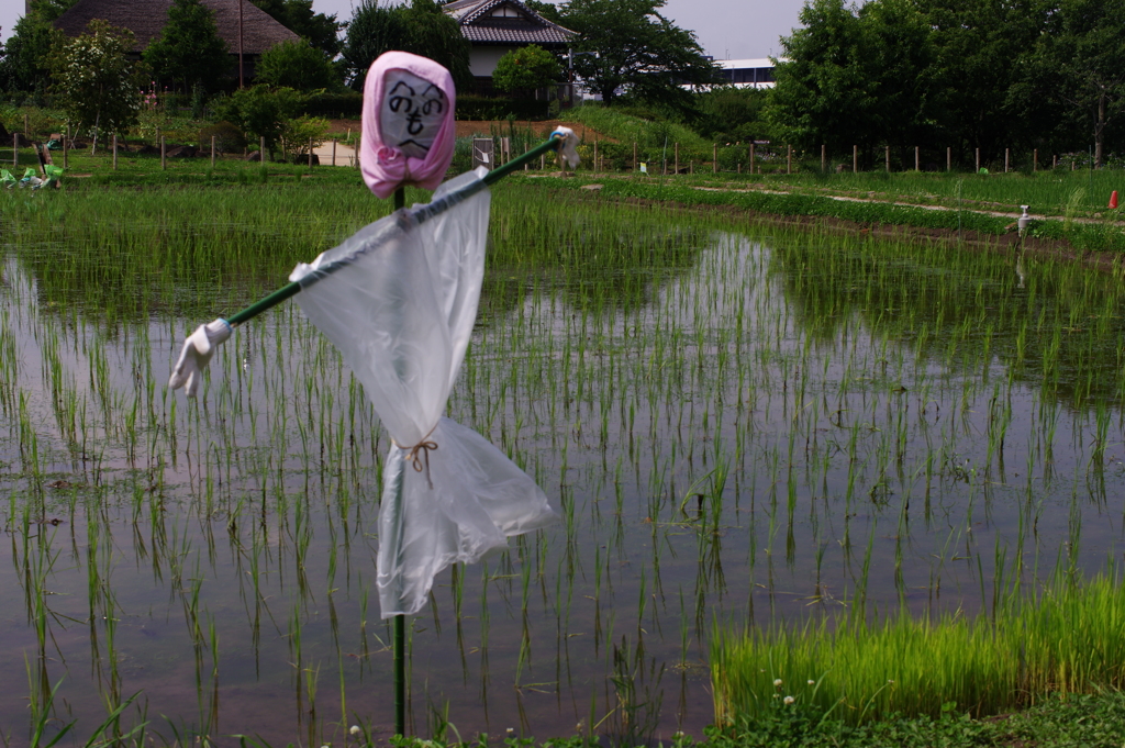 梅雨ですから