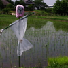 梅雨ですから