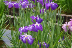 菖蒲　１８