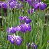 菖蒲　１８