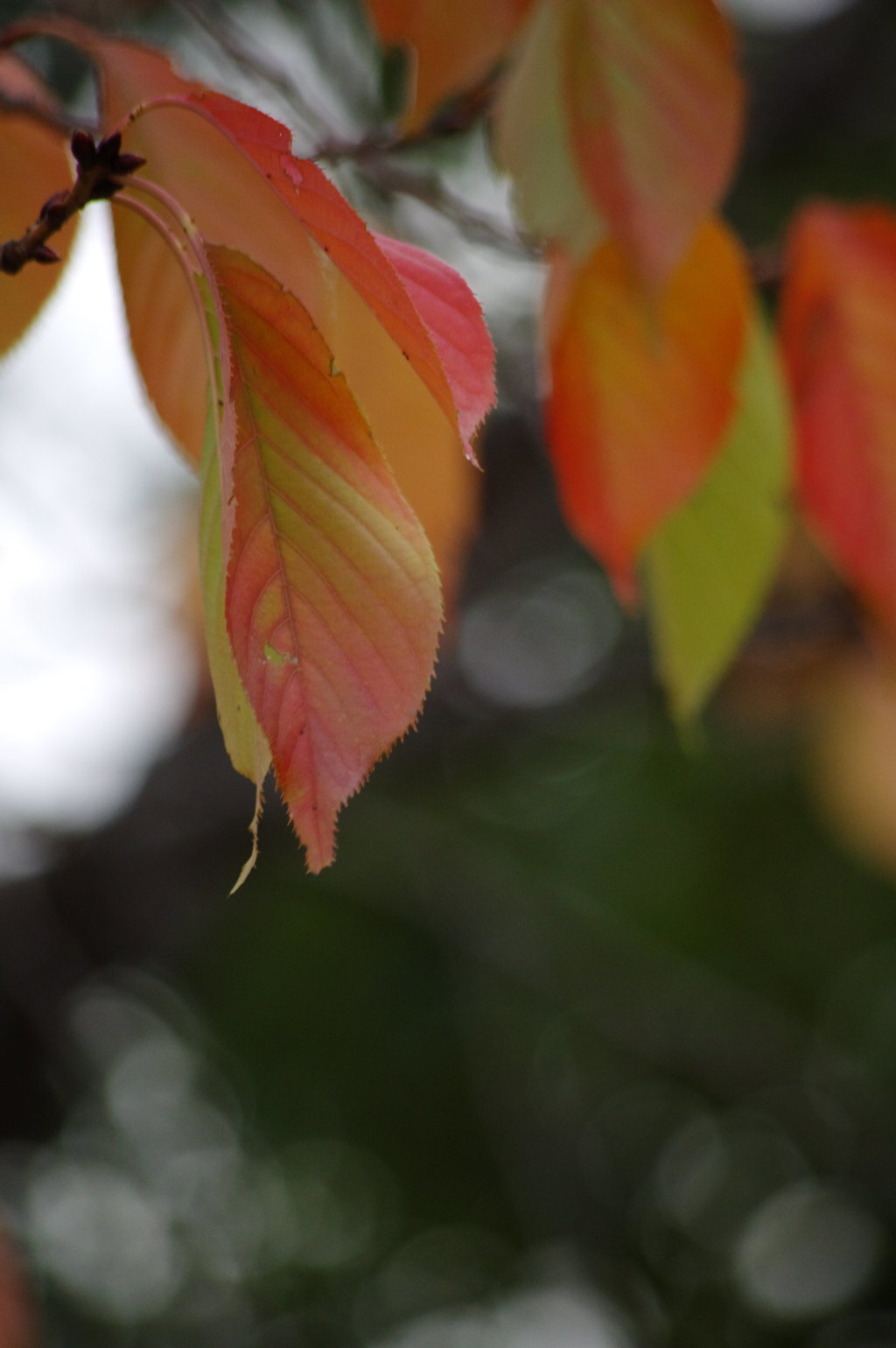 紅葉　１　２０１５年11月16日