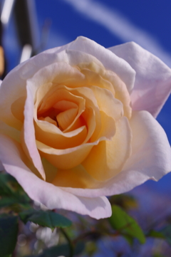 薔薇　2016年12月