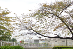秋模様