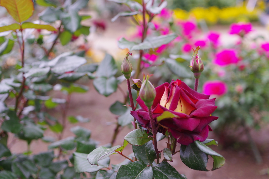 薔薇と花々