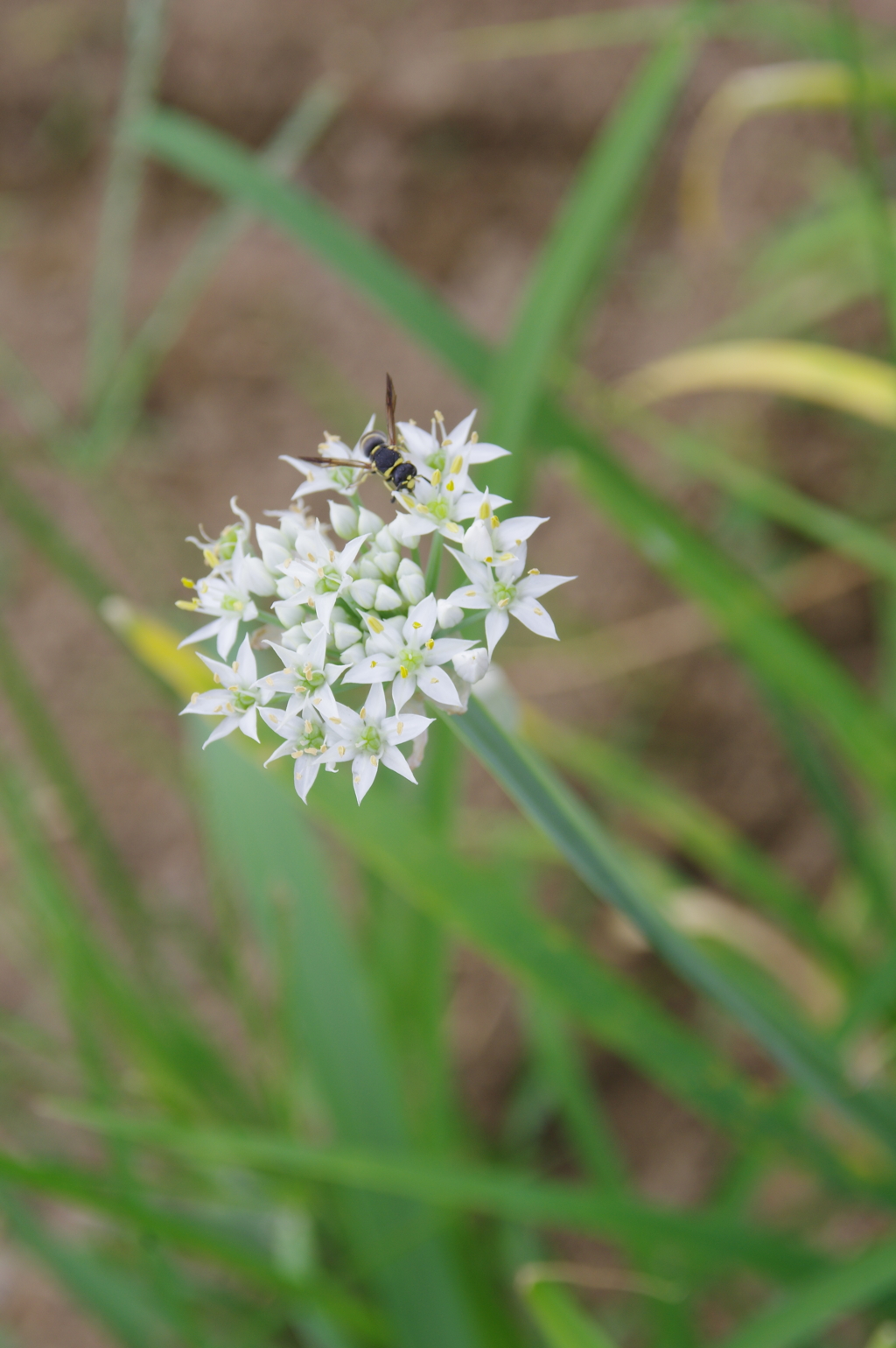 ニラの花と昆虫