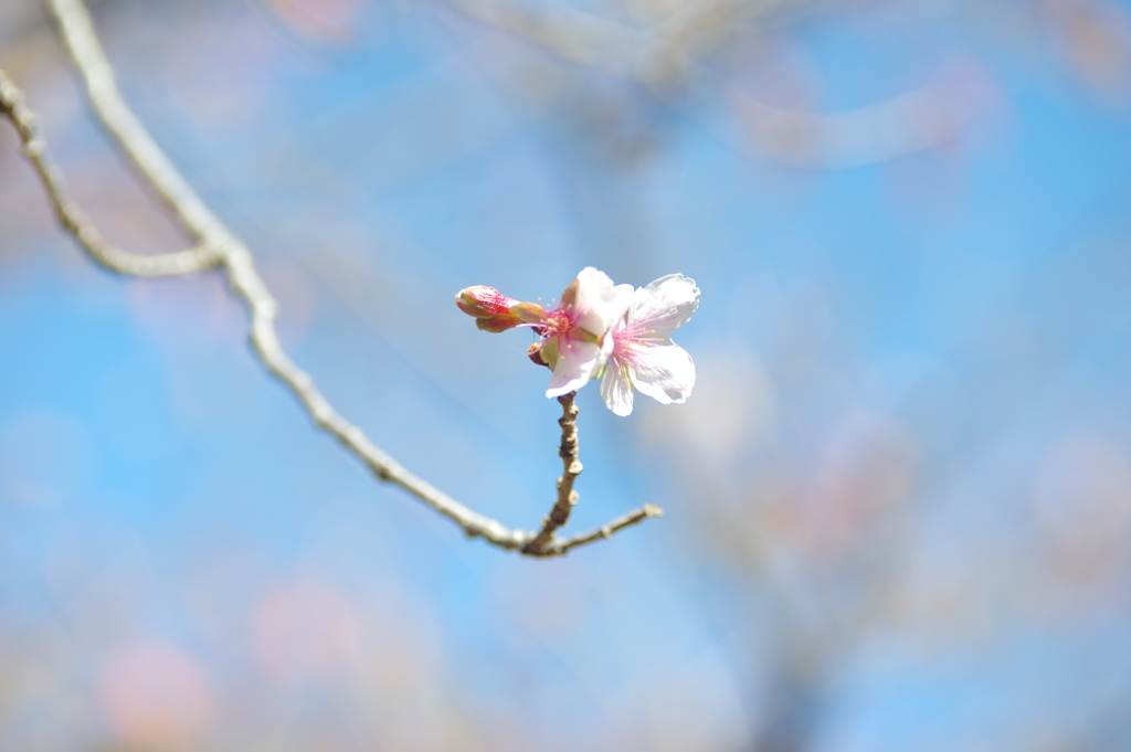 十月桜