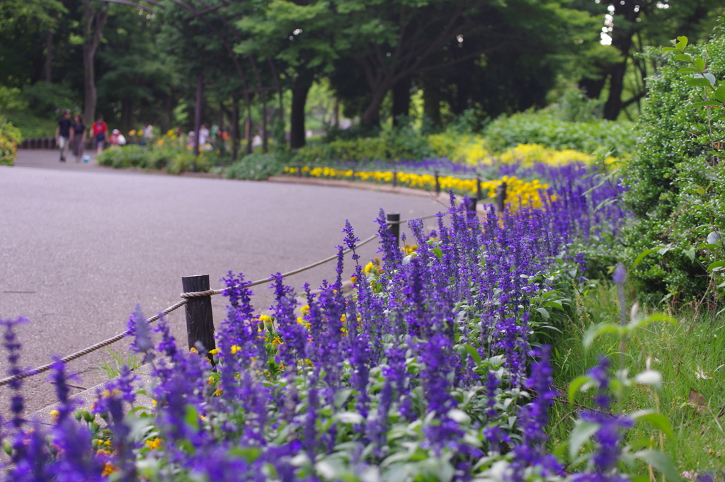 道沿いの花壇と人々