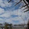 ブドウ棚と空
