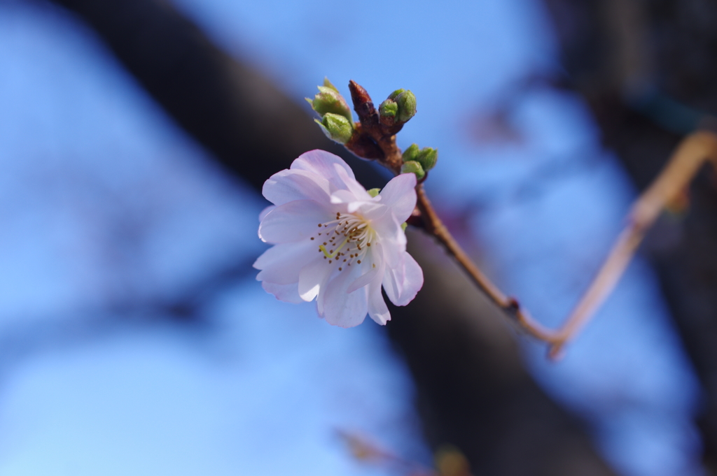 十月桜
