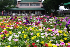 花、花、花