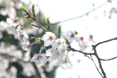 桜