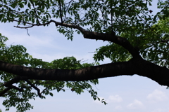 樹木と空