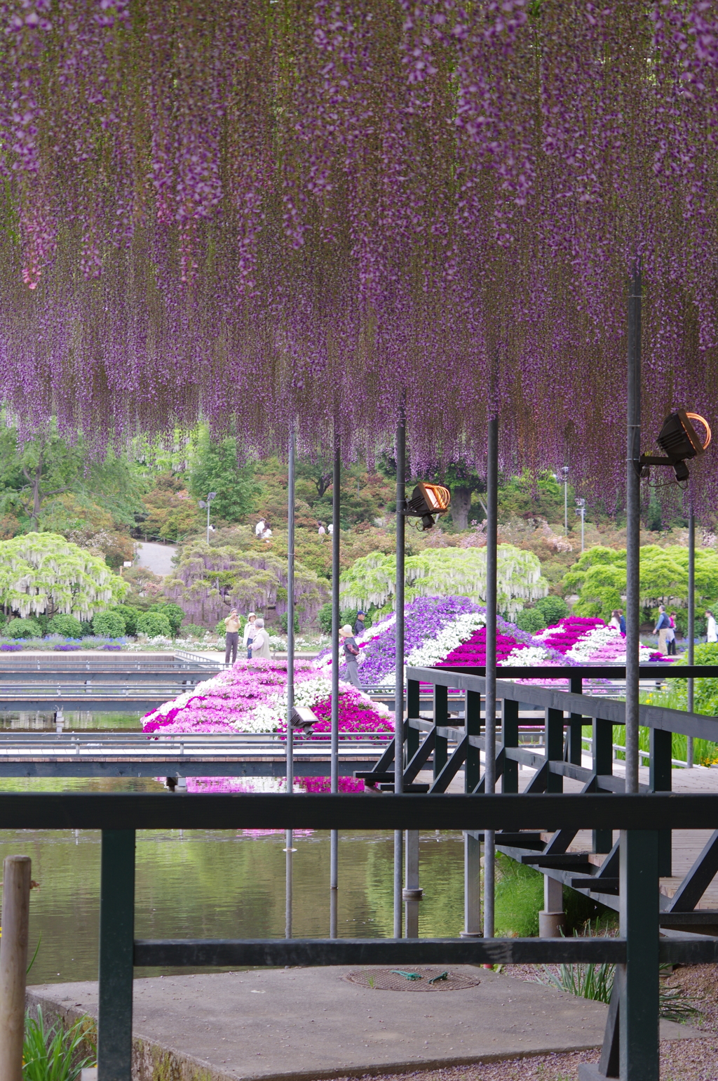 藤棚と池の花々